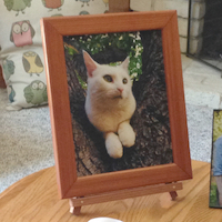 Logo of Jack's Woodhacks